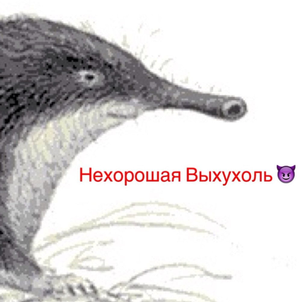 Как выглядит выхухоль
