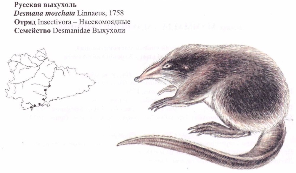 Выхухоль отряд млекопитающих