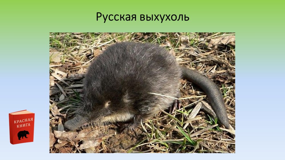 Выхухоль сумчатая