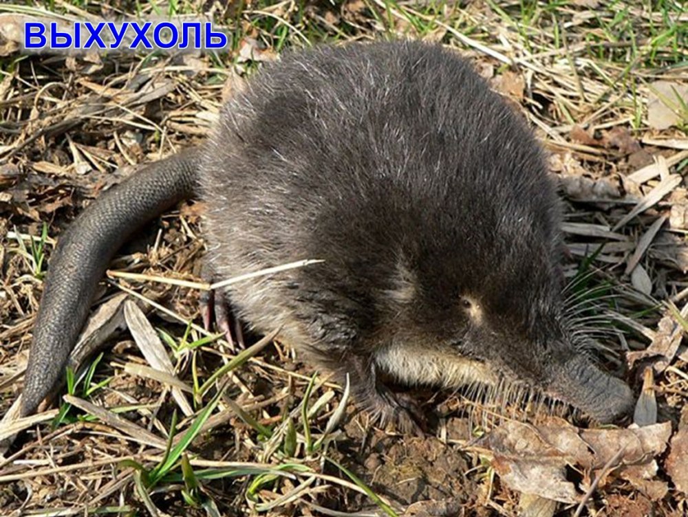 Русская выхухоль Desmana moschata