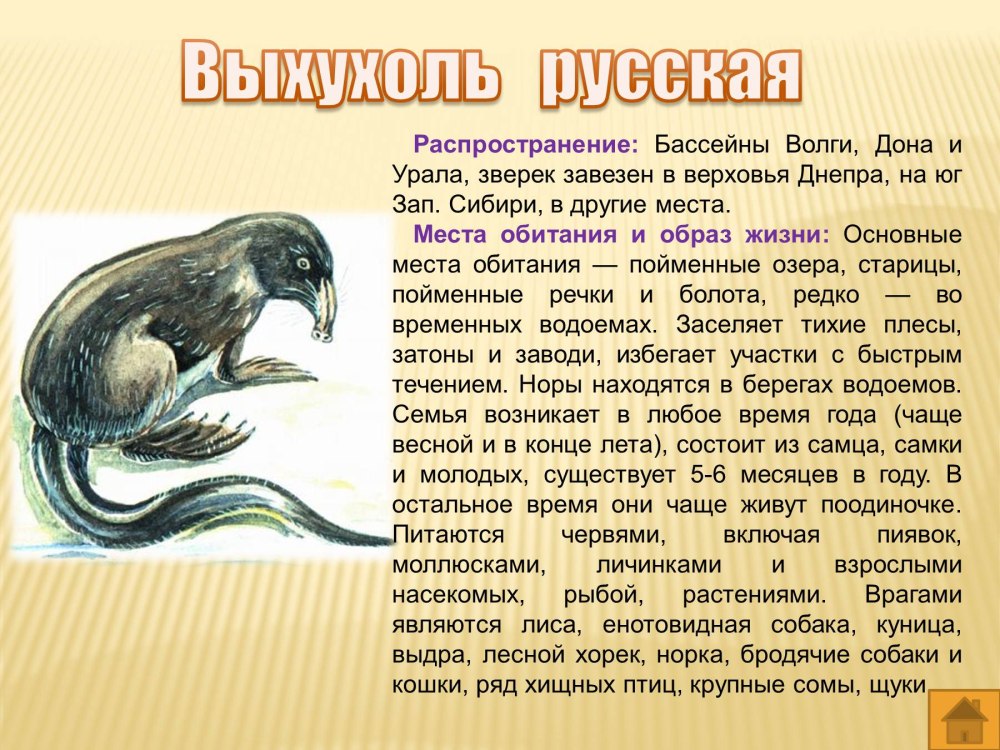 Место обитания русской выхухоли