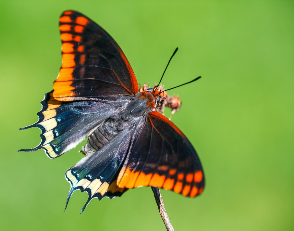 Foxy Император (jasius Charaxes)