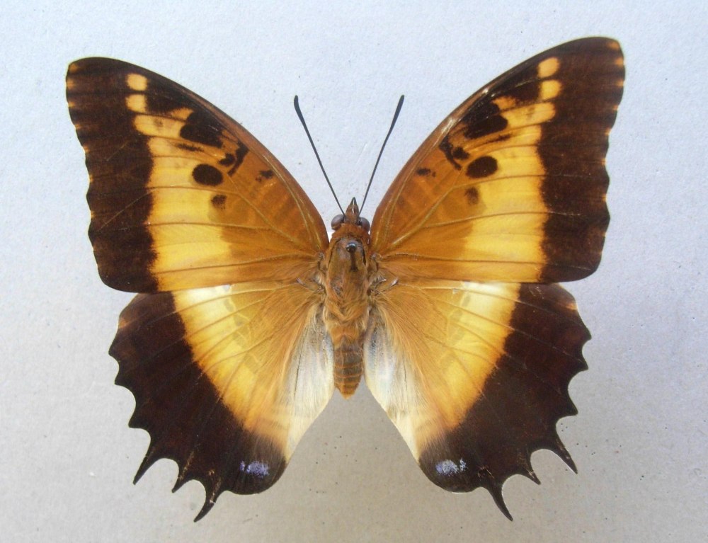 Charaxes abyssinicus