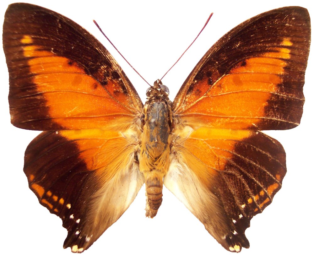 Charaxes Castor