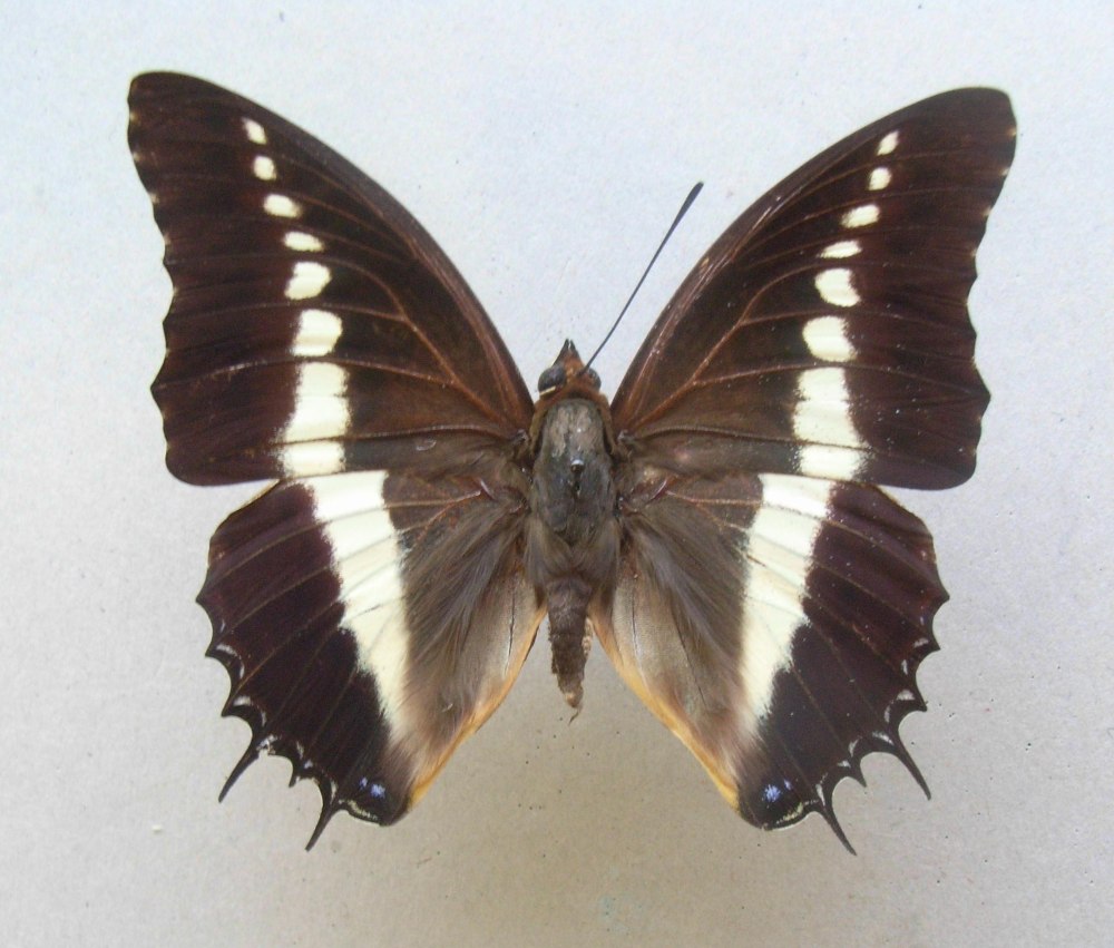 Charaxes Brutus гусеница