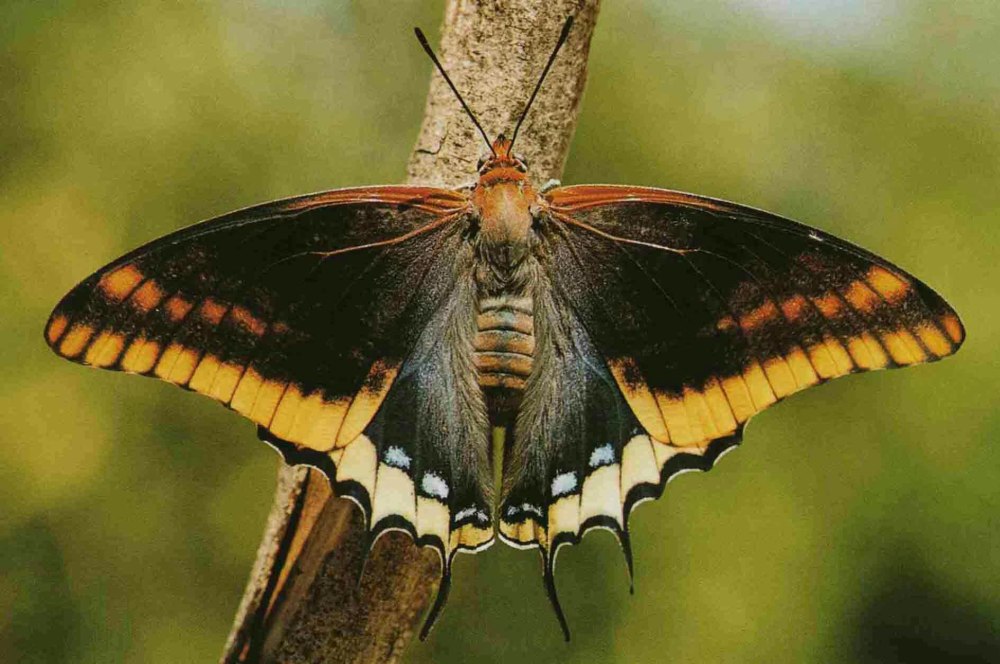 Charaxes Brutus Andara