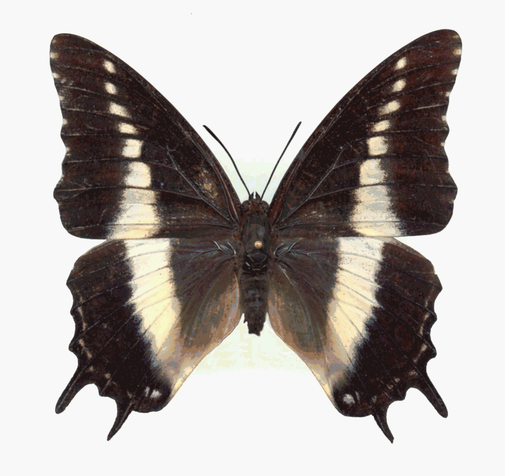 Charaxes Brutus гусеница