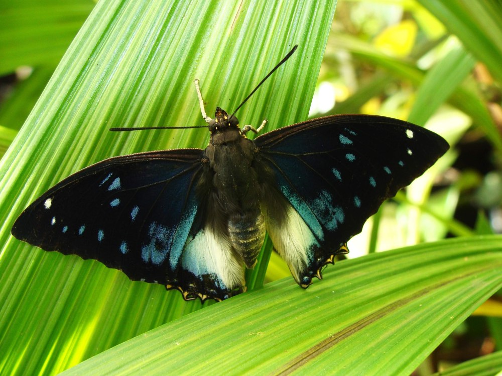 Charaxes Cithaeron бабочка