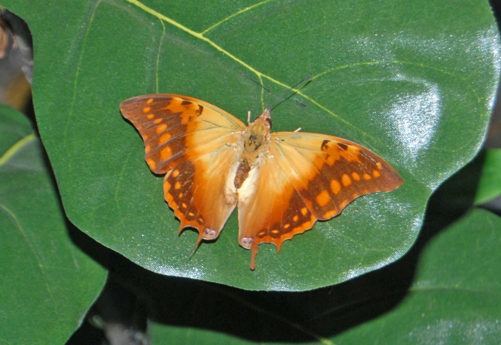 Charaxes candiope