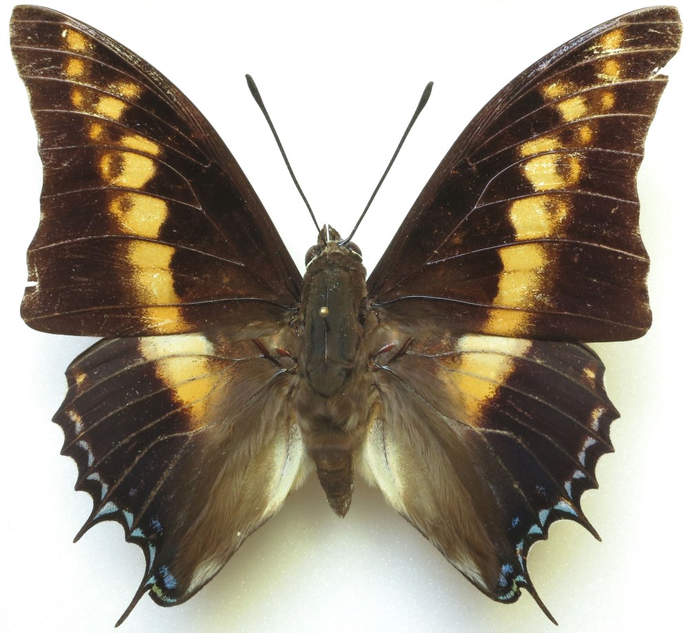Charaxes Brutus Andara