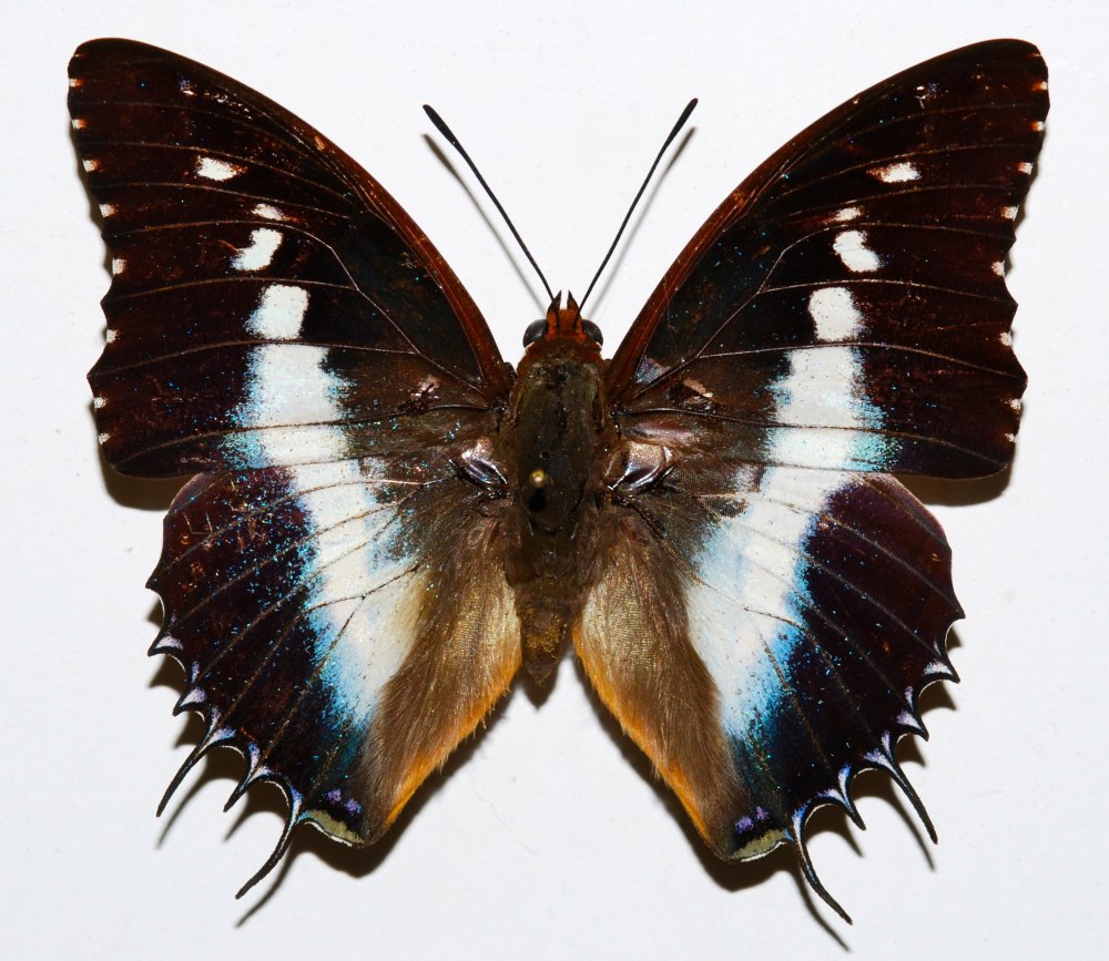 Charaxes Cynthia