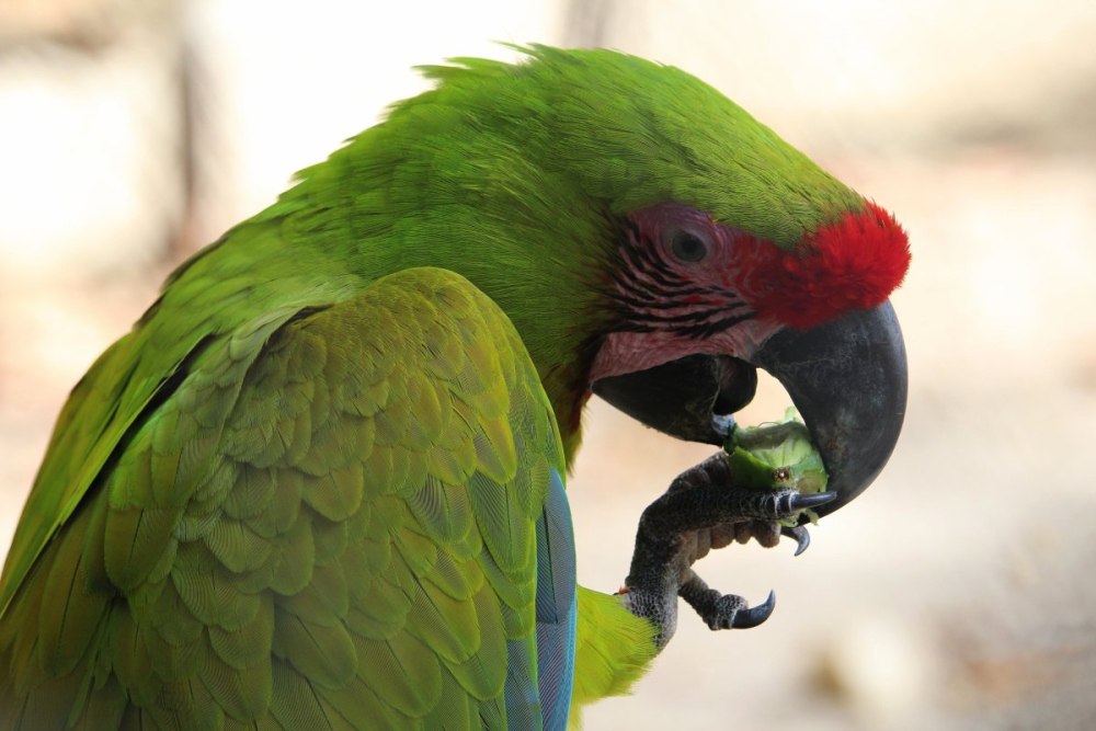 Great Green Macaw