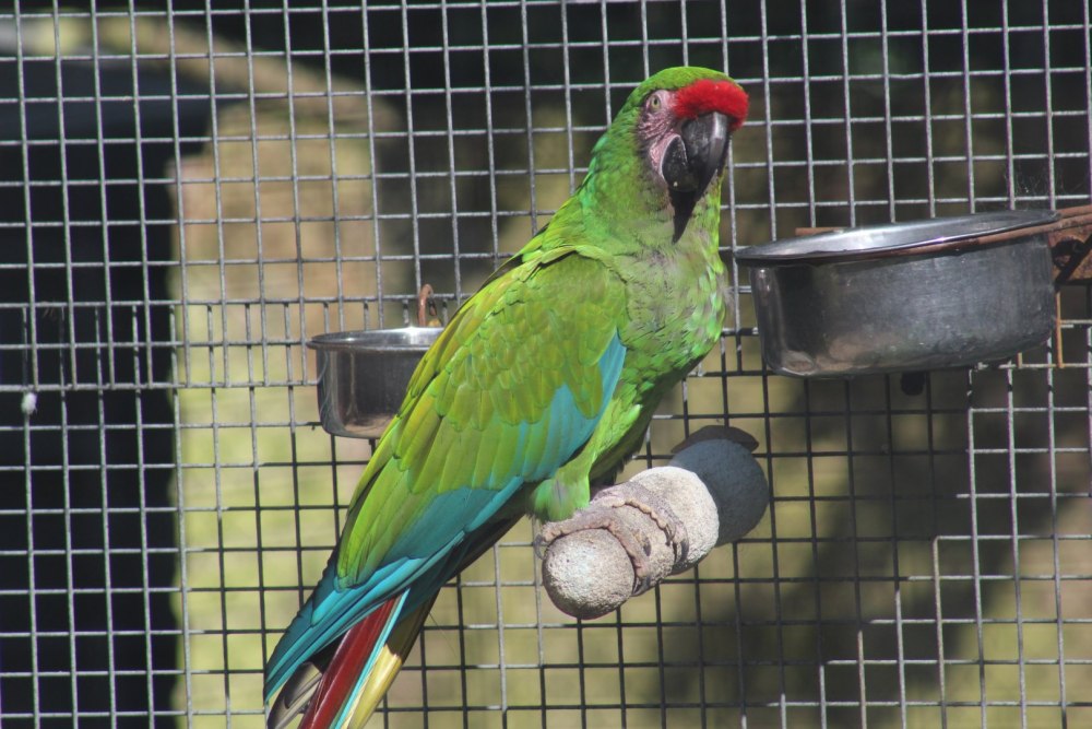 Military Macaw