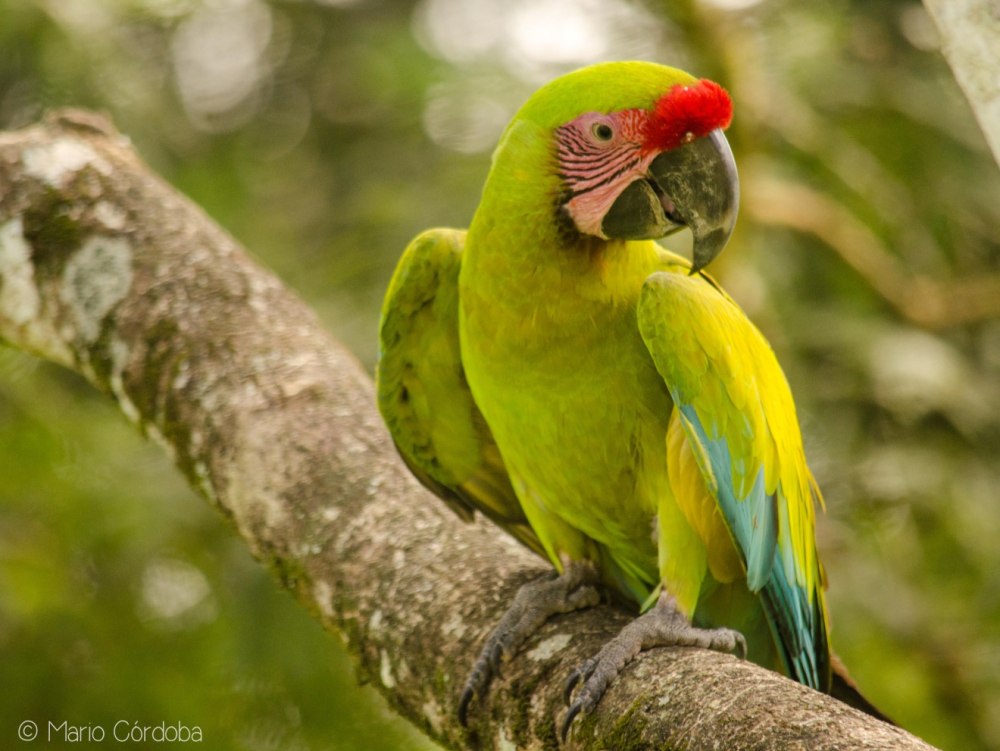 Great Green Macaw