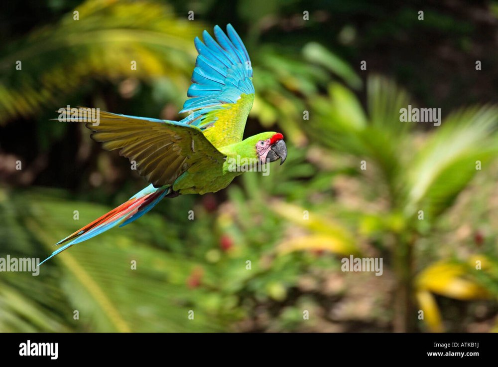 Military Macaw, Ara militaris icon