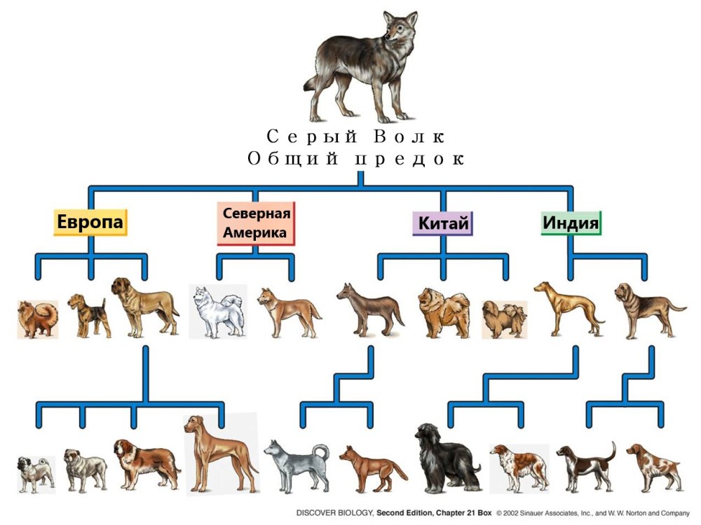 Породы собак схема происхождения