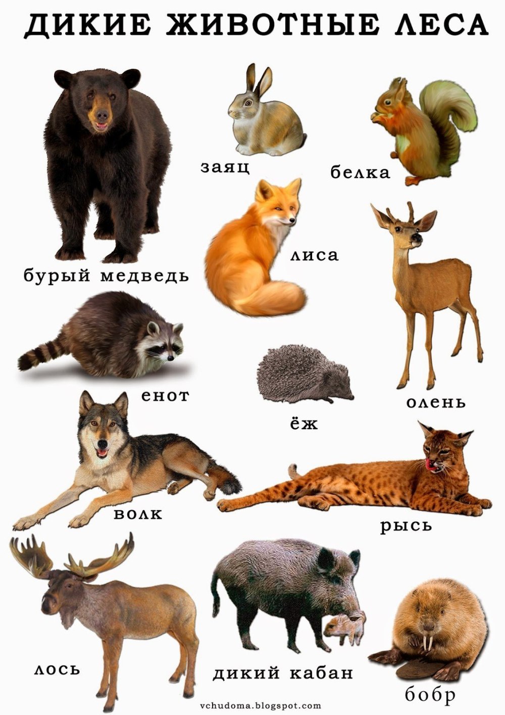 Лесные животные для детей