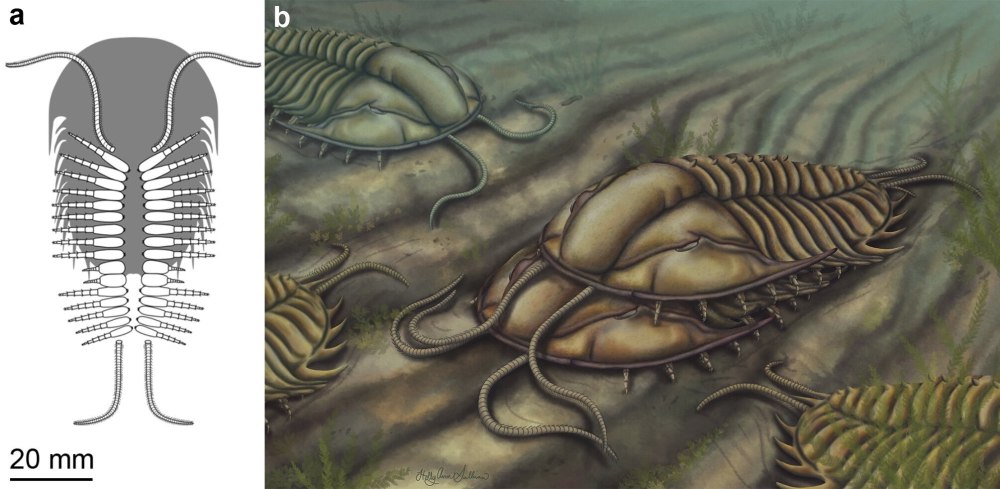 Olenoides