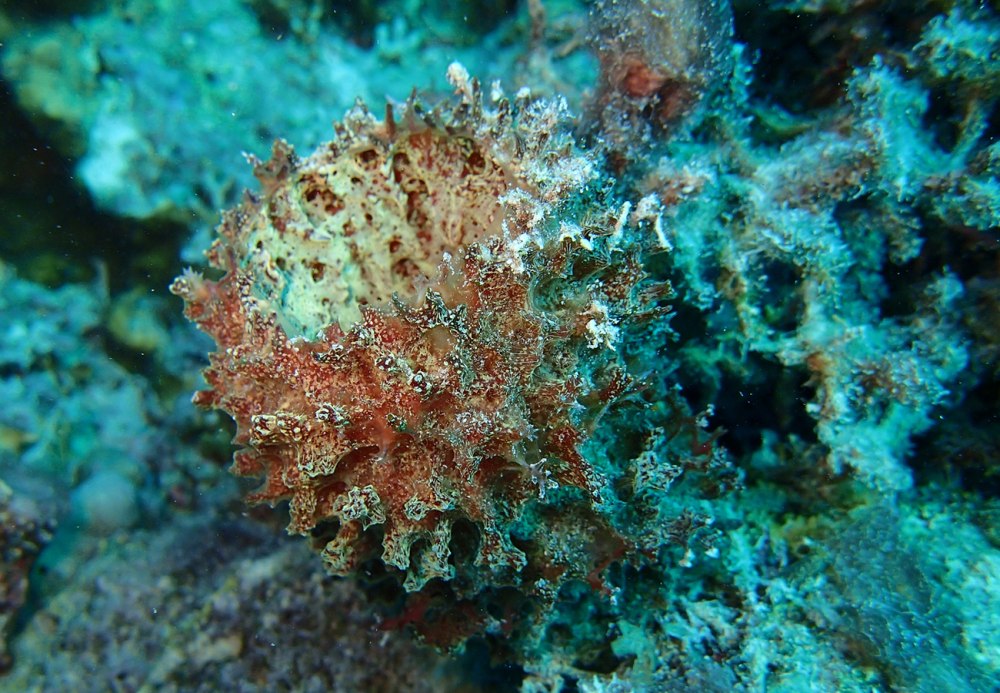 Calcispongiaeи Demospongiae.