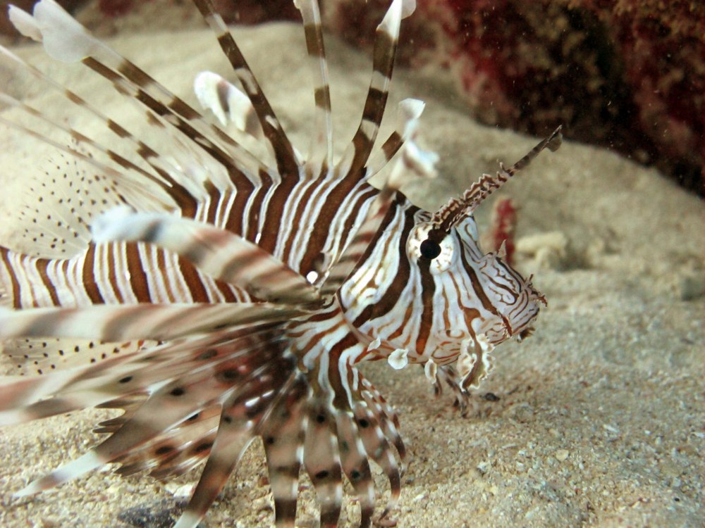 Cloak Lionfish
