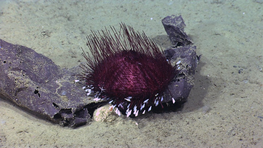 Echinoidea мертвый