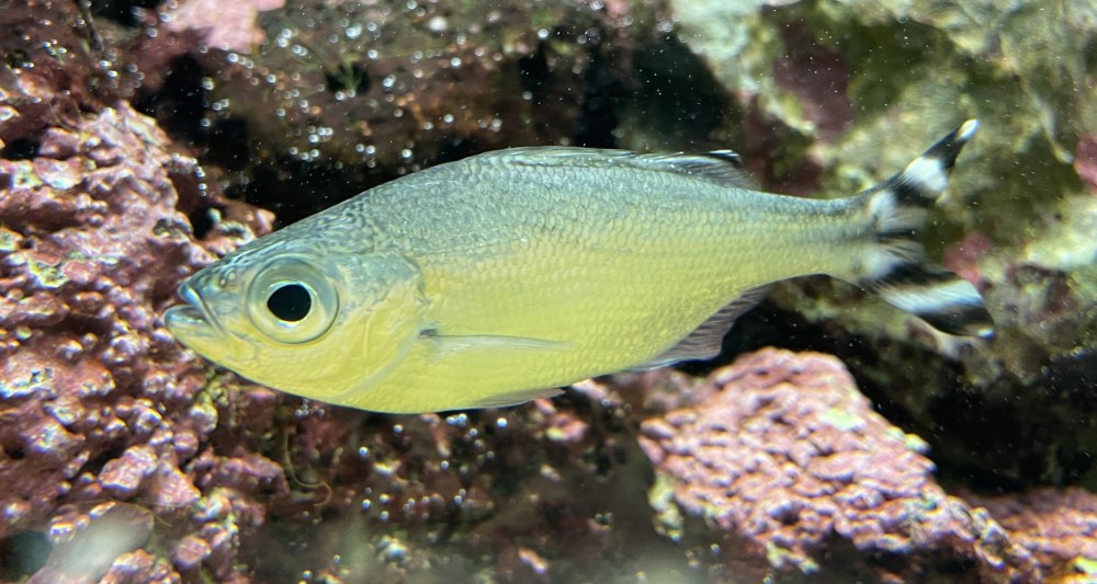 Kuhlia Mugil