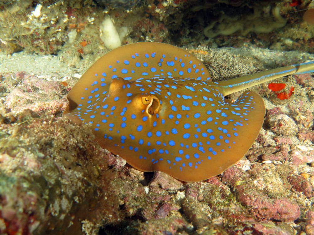 Bluespotted Ribbontail Jeff Rotman