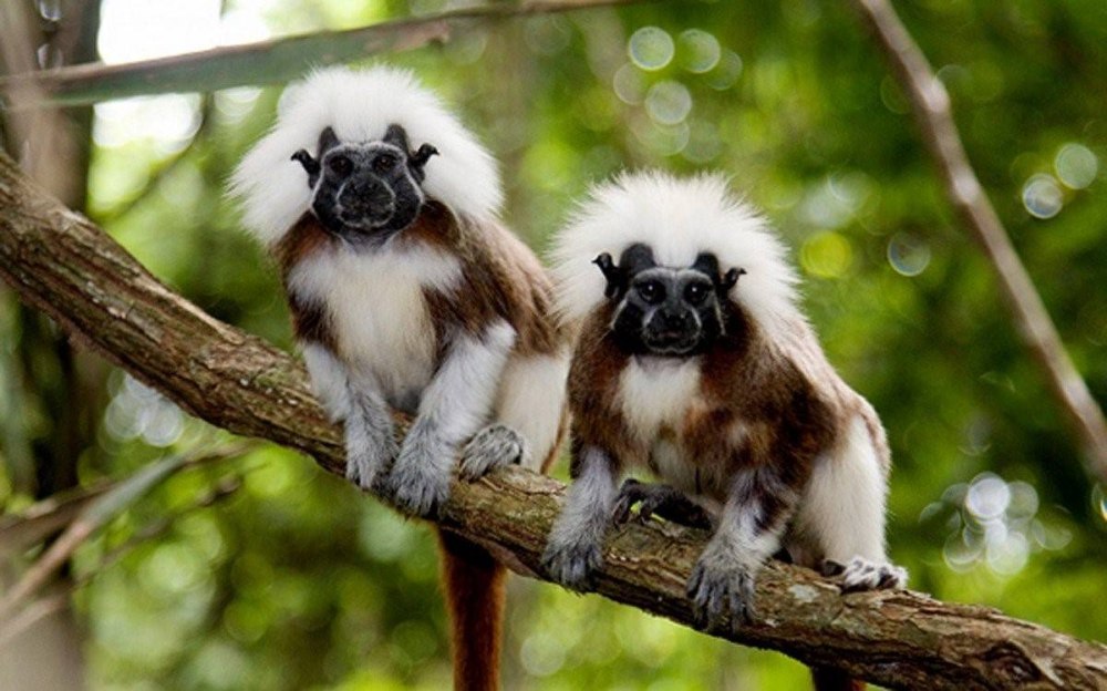 Эдипов (хохлатый) Тамарин (Saguinus Oedipus)