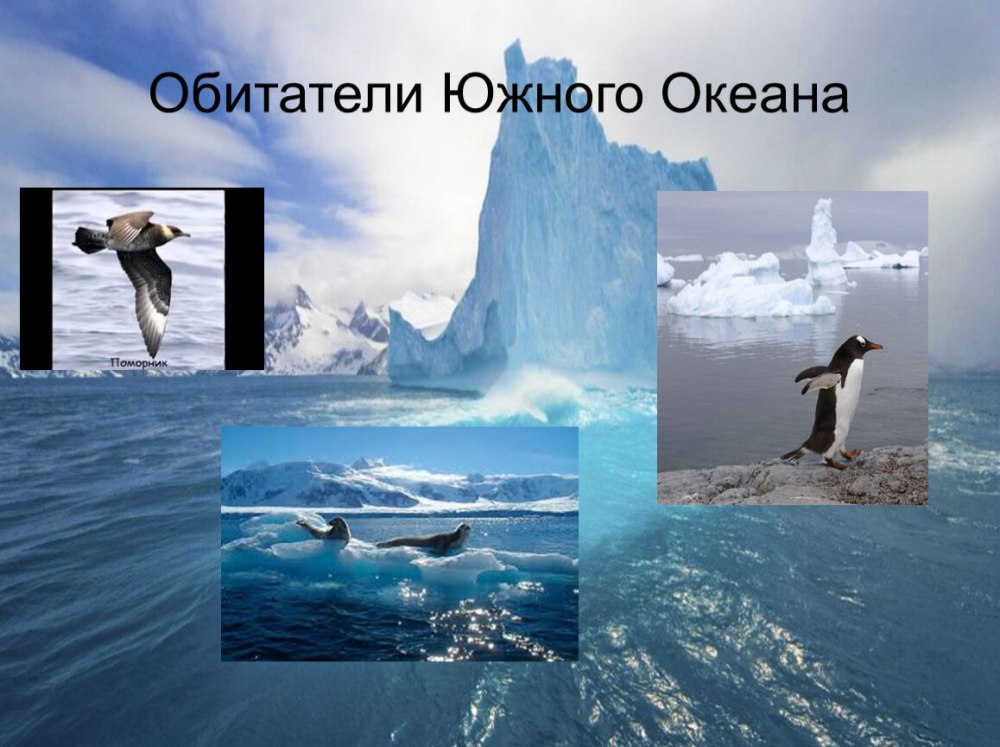 Обитатели Южного океана