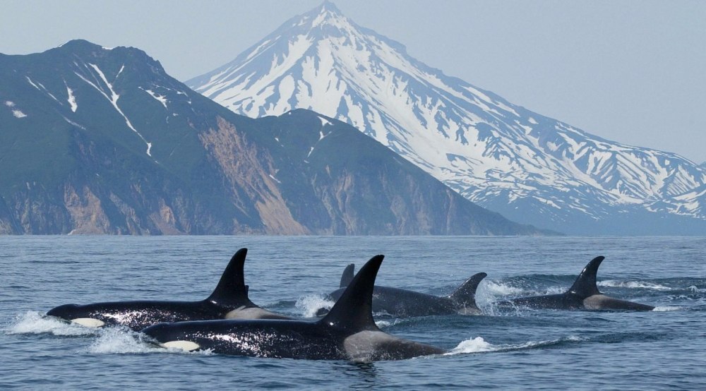 Косатка - Orcinus Orca (Дальневосточная Плотоядная популяция)