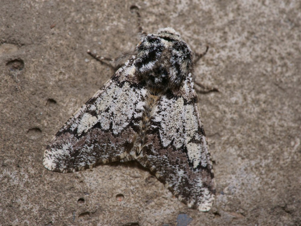 Amphidasis betularia