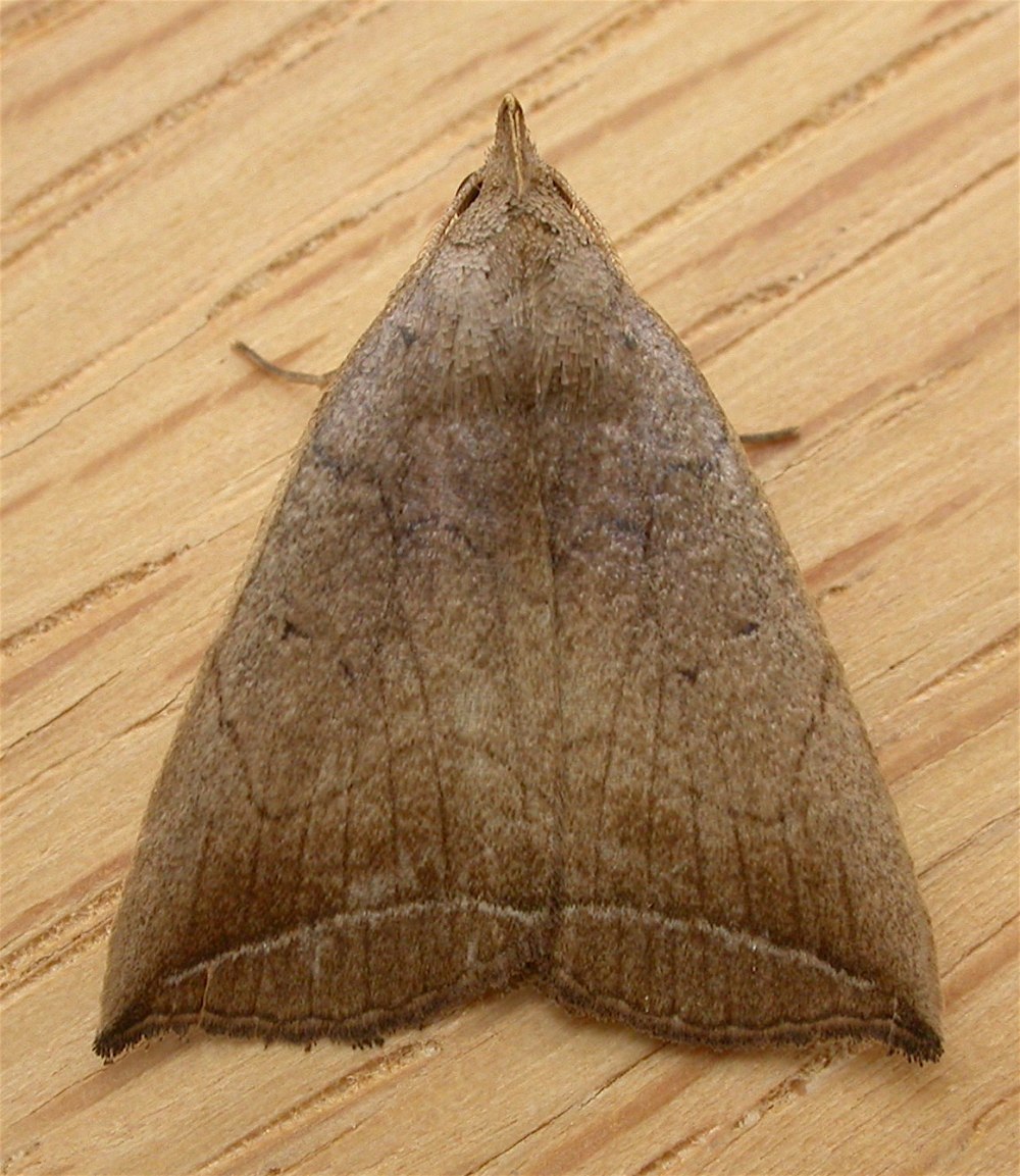 Idia rotundalis