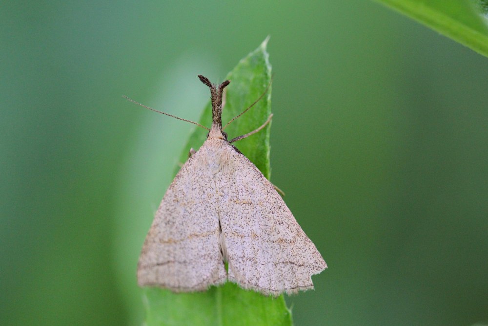 Polypogon tentacularia (Linnaeus, 1758)
