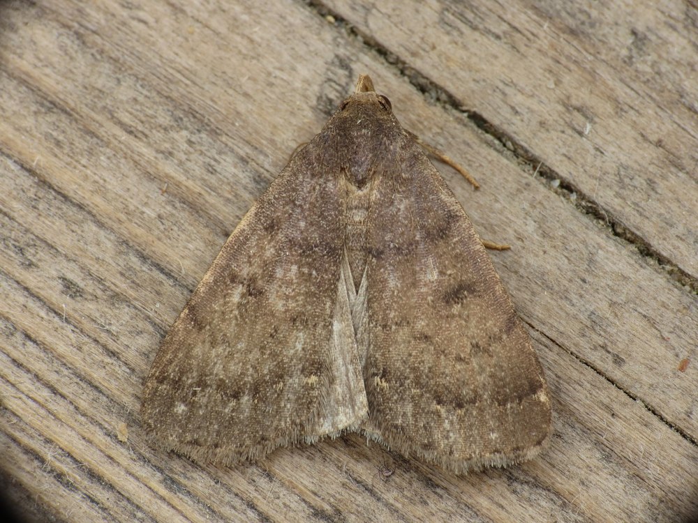 Nodaria nodosalis