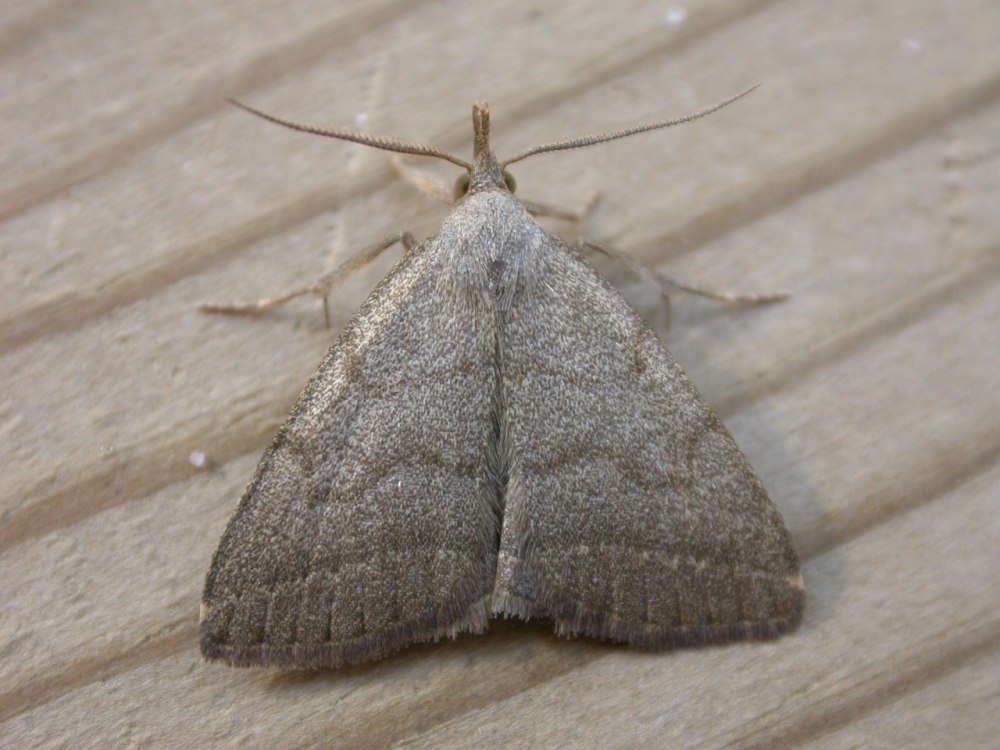 Herminia tarsicrinalis