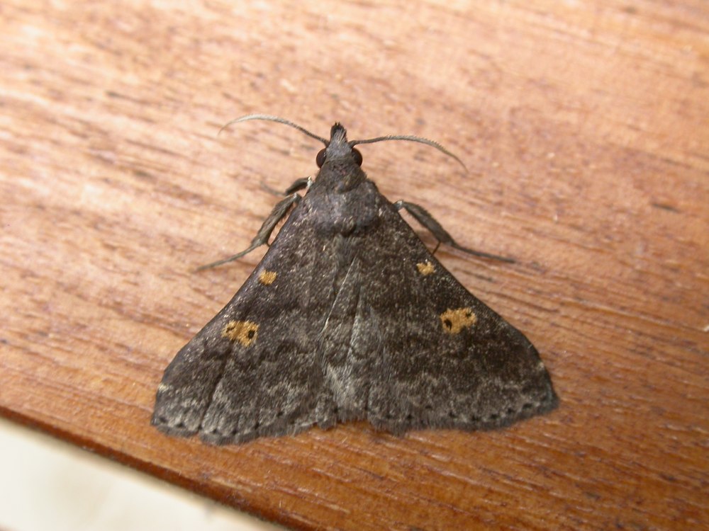 Подсемейство Herminiinae