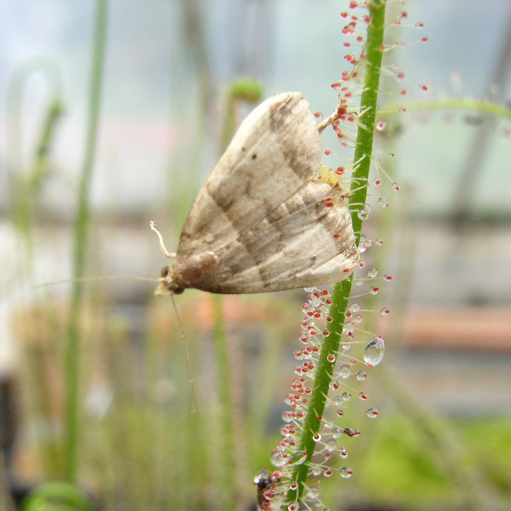 Подсемейство Herminiinae