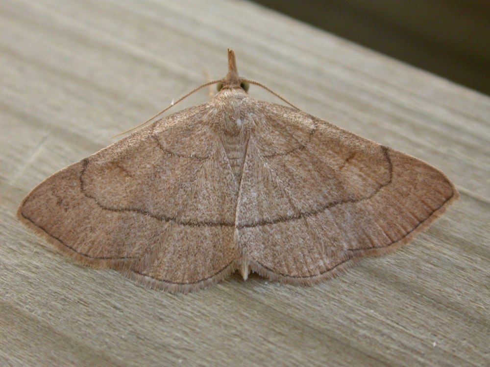 Paracolax tristalis