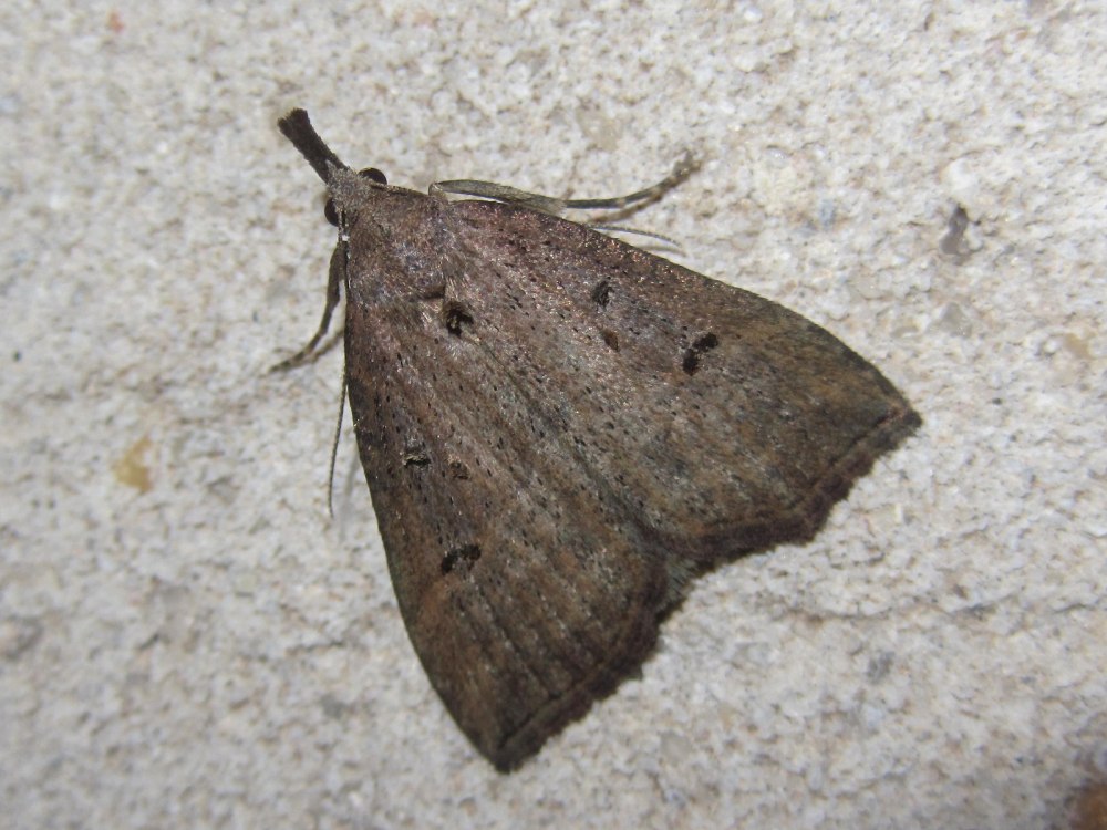 Hypena rostralis