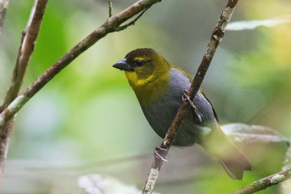 Ploceus megarhynchus