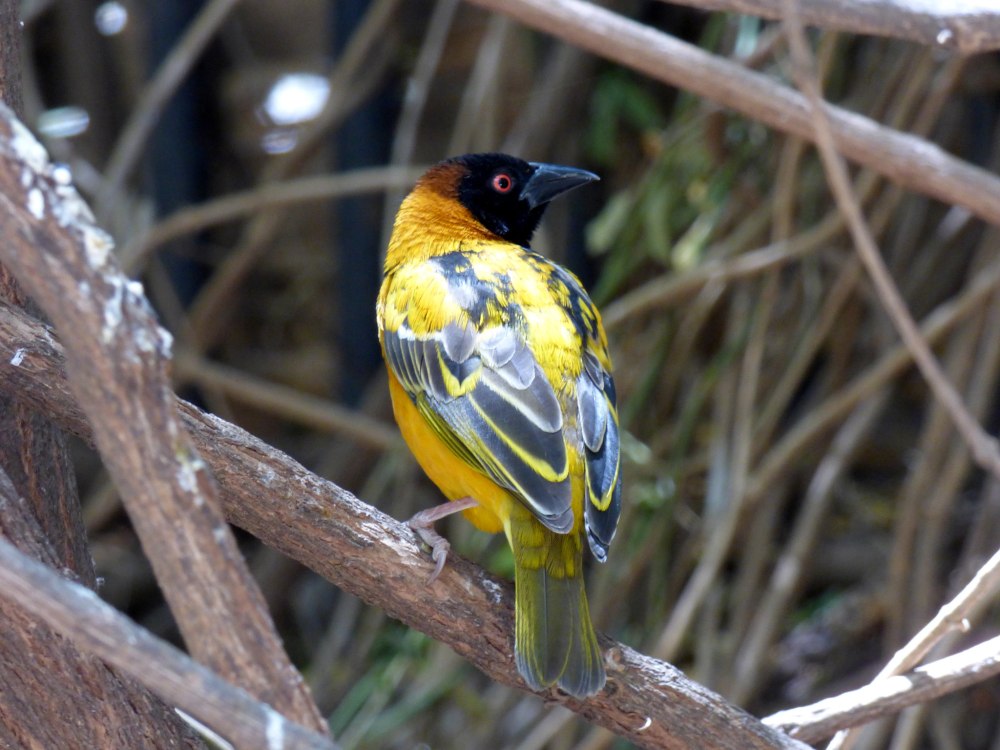 Ploceus cucullatus