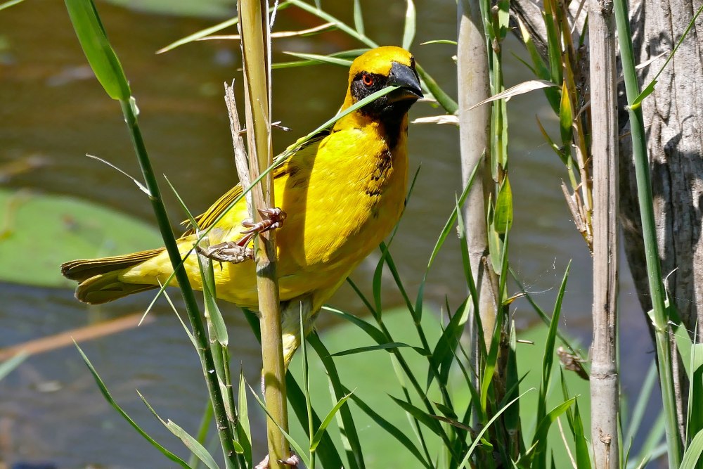Village Weaver - Ploceus cucullatus