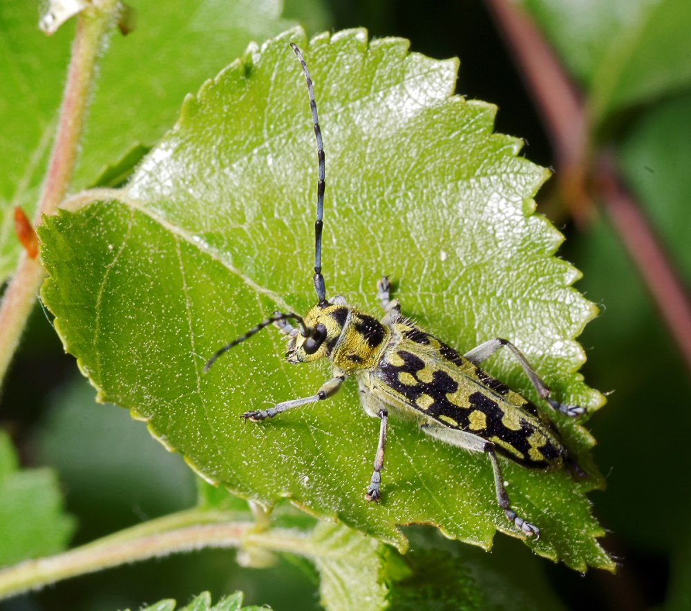 Скрипун мраморный (Saperda scalaris)