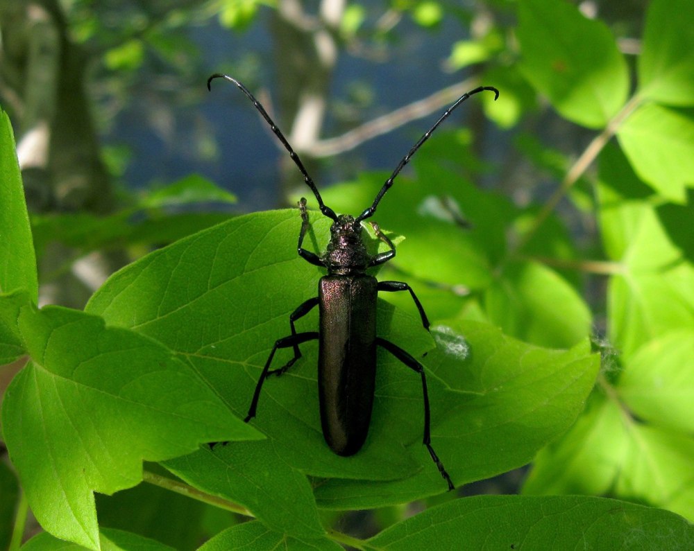 Усач мускусный Aromia moschata