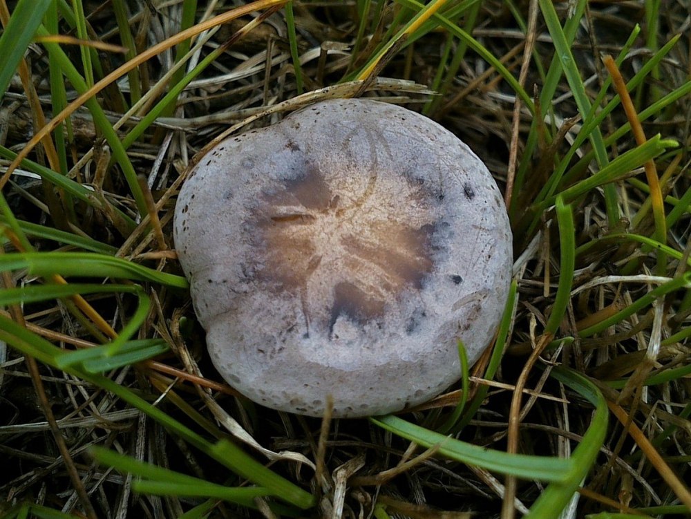 Clitocella popinalis
