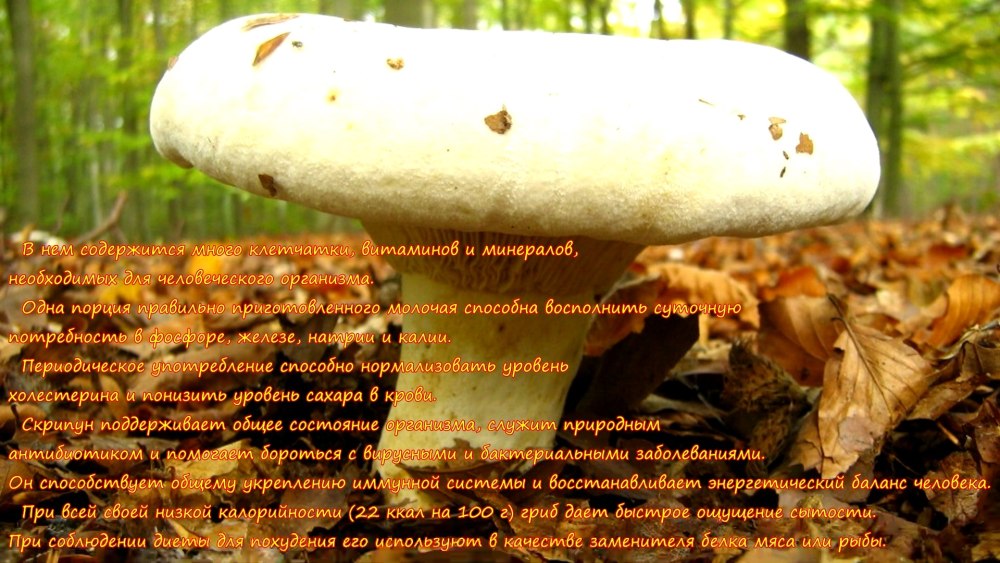 Походу это были не грибы