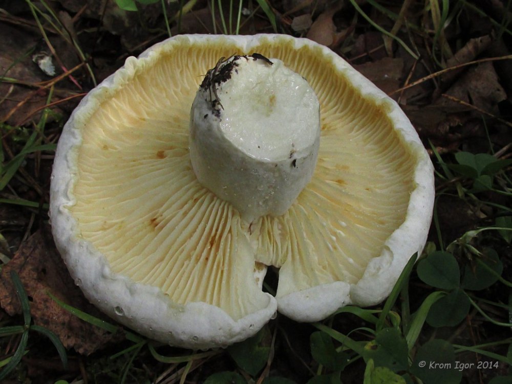 Млечник Бертиллона Lactarius bertillonii
