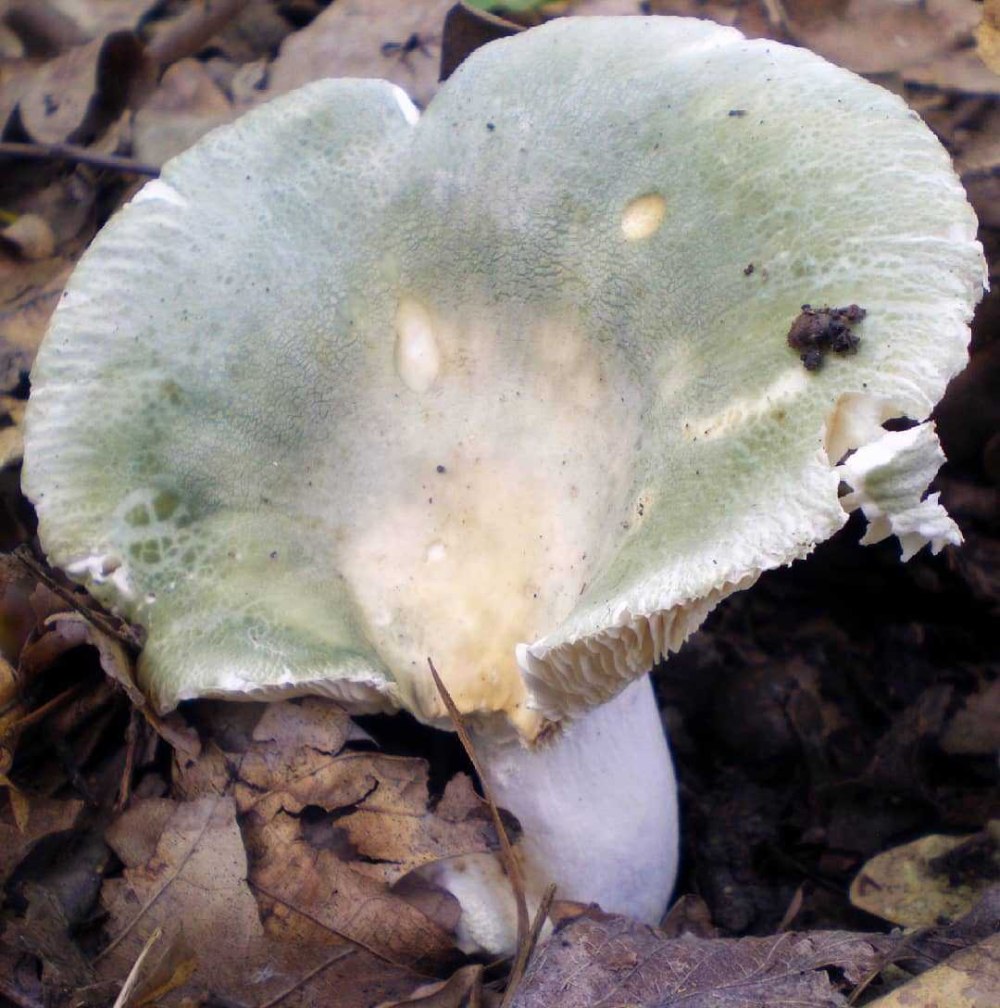 Сыроежка Чешуйчатая (Russula virescens)