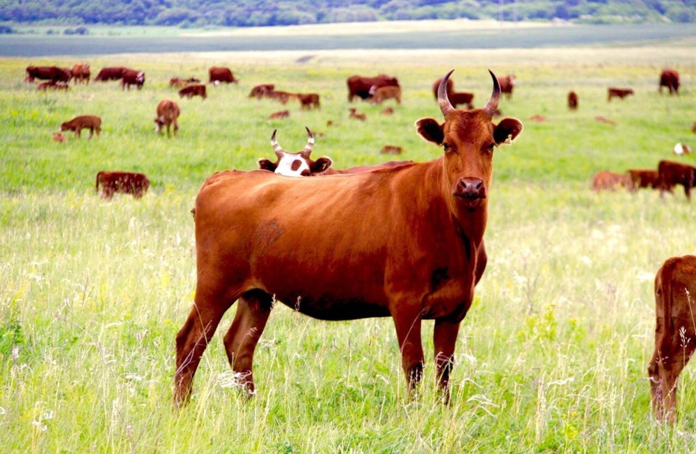 Порода коров красная степная