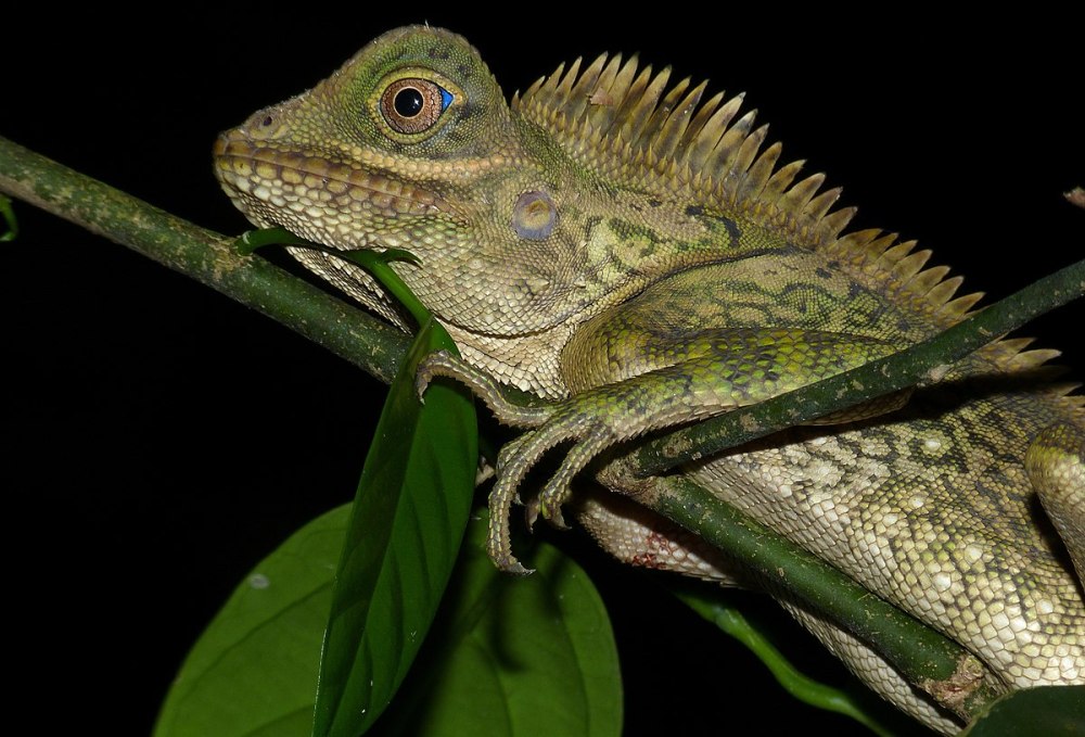 Gonocephalus robinsonii